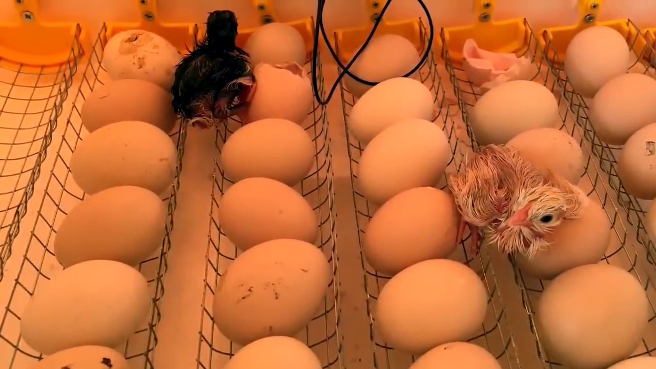 Почему пищит инкубатор. Инкубатор Теплуша 63 яйца. Несушки инкубаторы цыплята. Инкубатор Жужа. Инкубатор с яйцами и цыплятами.